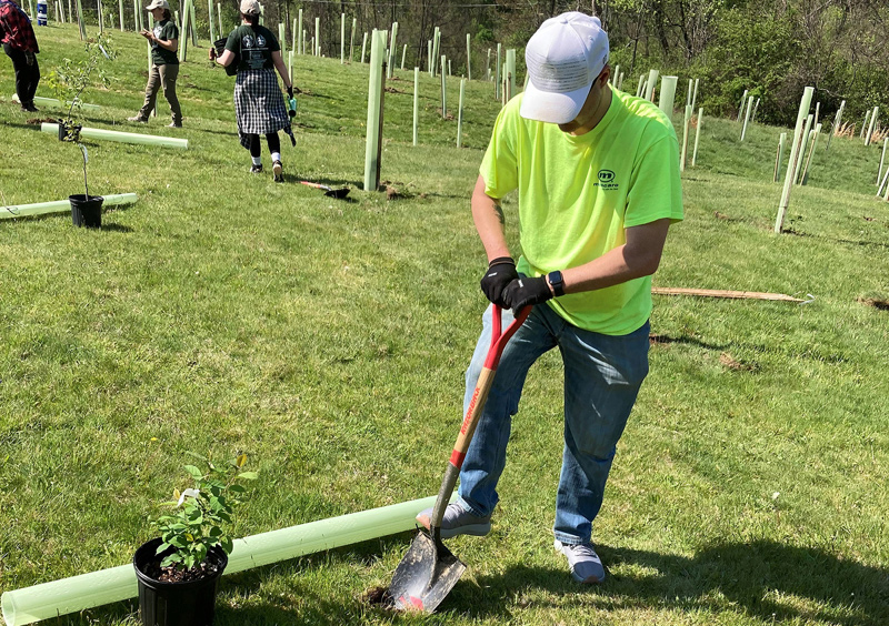 Mascaro employee planting a tree